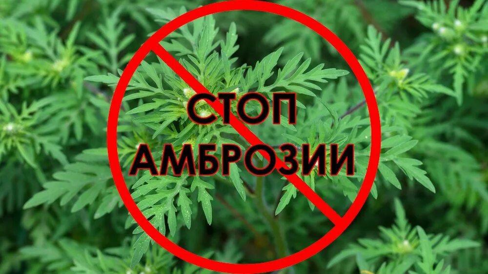 Министерство природных ресурсов, экологии и рыболовства Херсонской области предупреждает о начале активного роста амброзии полыннолистной – опасного карантинного сорного растения..